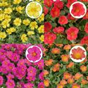 Afbeelding van Portulaca P12 Divers